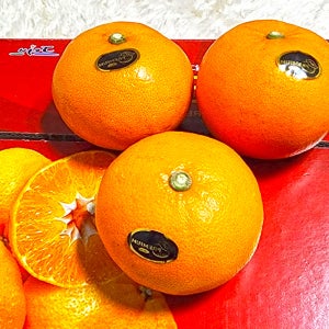 제주 천혜향 5kg 10kg 3kg 가정용 선물세트 못난이