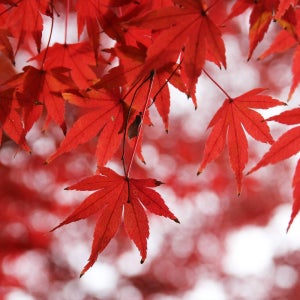 단풍나무 묘목 - R1~R3/분묘