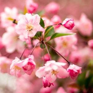 충북농원 수사해당화 (서부해당화) 묘목 - R2 분묘