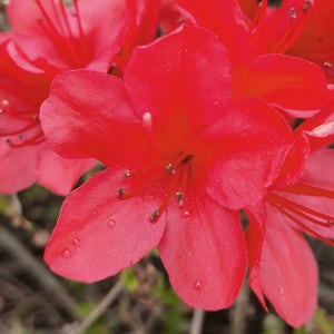 충북농원 영산홍 철쭉나무 묘목 - H0.3 x W0.3 분묘 (10주 한묶음)