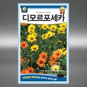 디모르포세카 씨앗 150립 아프리칸 데이지 일년생 고급 꽃 씨 종자
