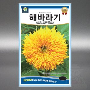 해바라기씨앗 드워프썬골드 50립 테디베어 일년생 고급 꽃 씨 종자