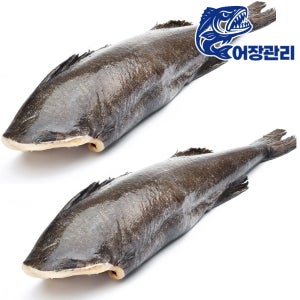 어장관리 은대구 2kg 전후 원물 생선구이 업소용