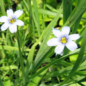 [평창][3포트]등심붓꽃(흰색)(흰등심붓꽃)