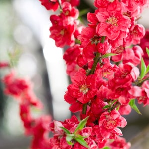 충북농원 남경도 꽃복숭아나무 홍도화나무 묘목 - R5~R6 분묘 (용달비별도)