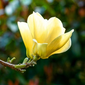 [충북농원] 황목련 (목련) 나무 묘목 - R3~R5/분묘 (용달비별도)