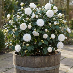 흰색 백동백 개화주 화이트 바이 더 게이트 화분묘 흰색겹동백