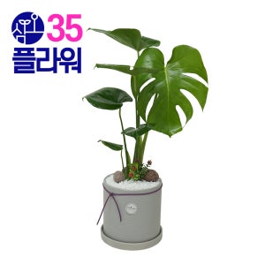 실내공기정화식물 승진화분 몬스테라 실내화분