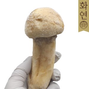 자연산 송이버섯 [특품] 냉동1Kg