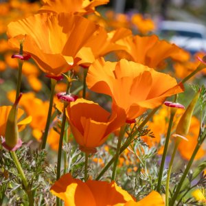 (모종) 캘리포니아 양귀비 포피 금영화 야생화 모종 노지월동 이년초 오래피는 꽃