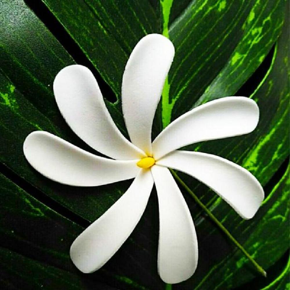 숏베일 웨딩화관 여성 착용 헤어 하와이 망사베일 블랙베일