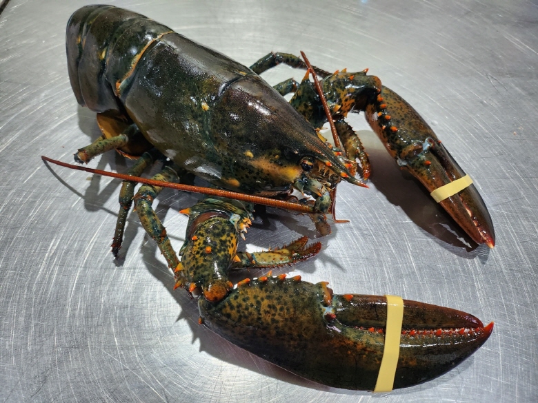 연안 활 랍스타 500g