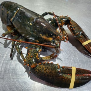 연안 활 랍스타 500g