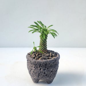 미리내가든 괴마옥 현무암 돌화분 식물 인테리어 파인애플 선인장
