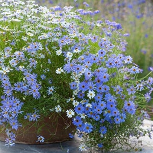 브라키컴(가는잎사계국화) 3종 씨앗 선택구매