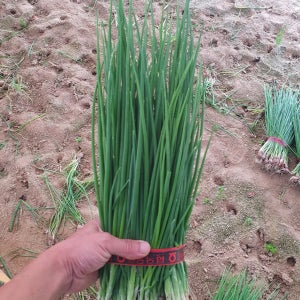 깐쪽파 잔파 실파 파김치 김장 1kg 2kg