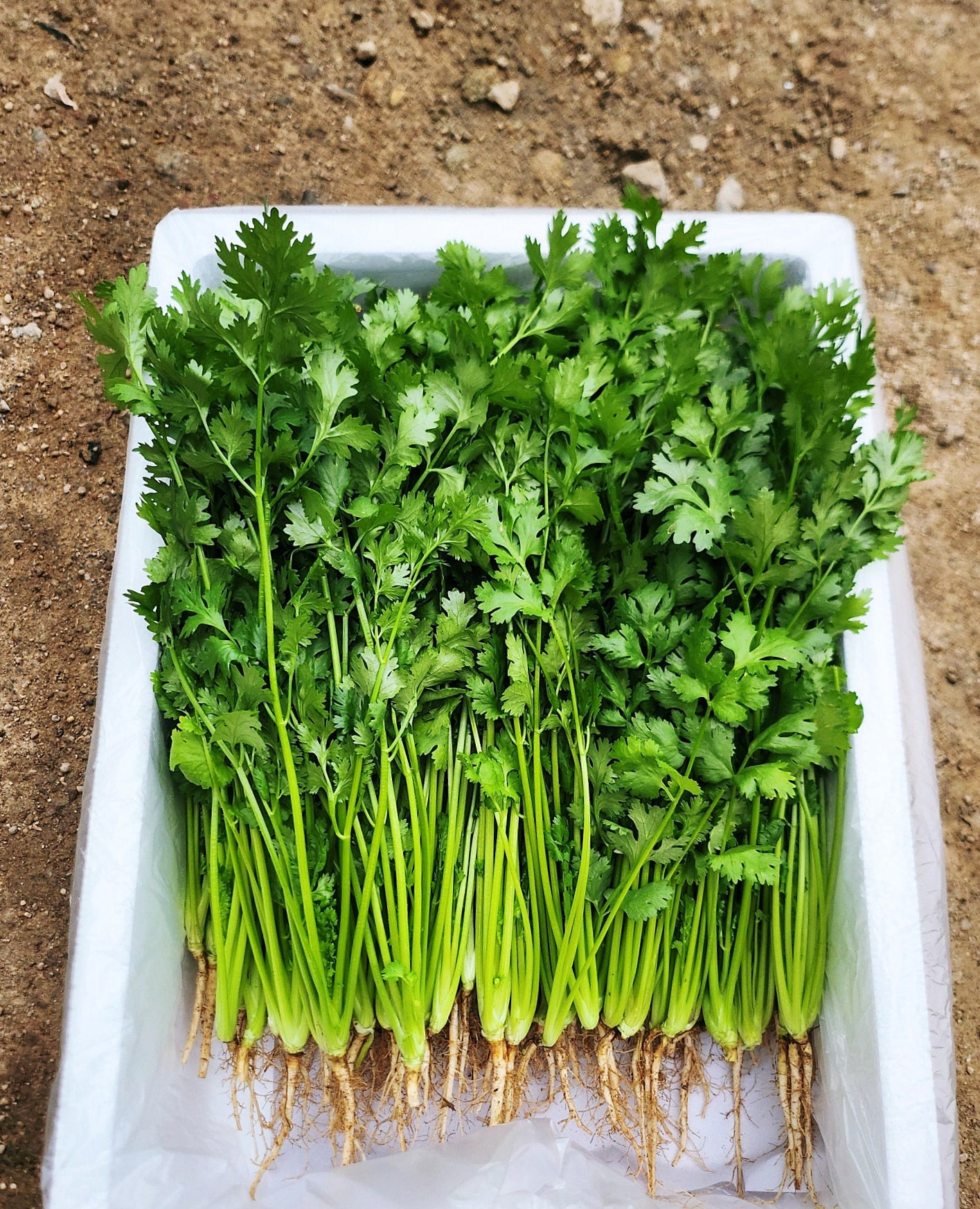 운악의뜰 향신료 고수나물 고수풀