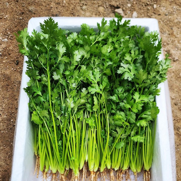 운악의뜰 향채소 고수나물 고수풀 1kg 아이스박스포장