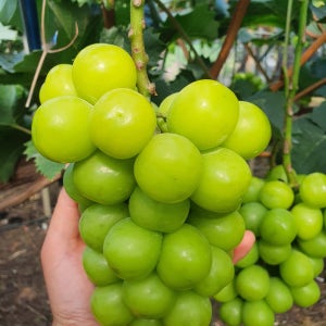 고당도 프리미엄 샤인머스켓 씨 없는 포도 청포도 가정용 선물용 1kg 2kg