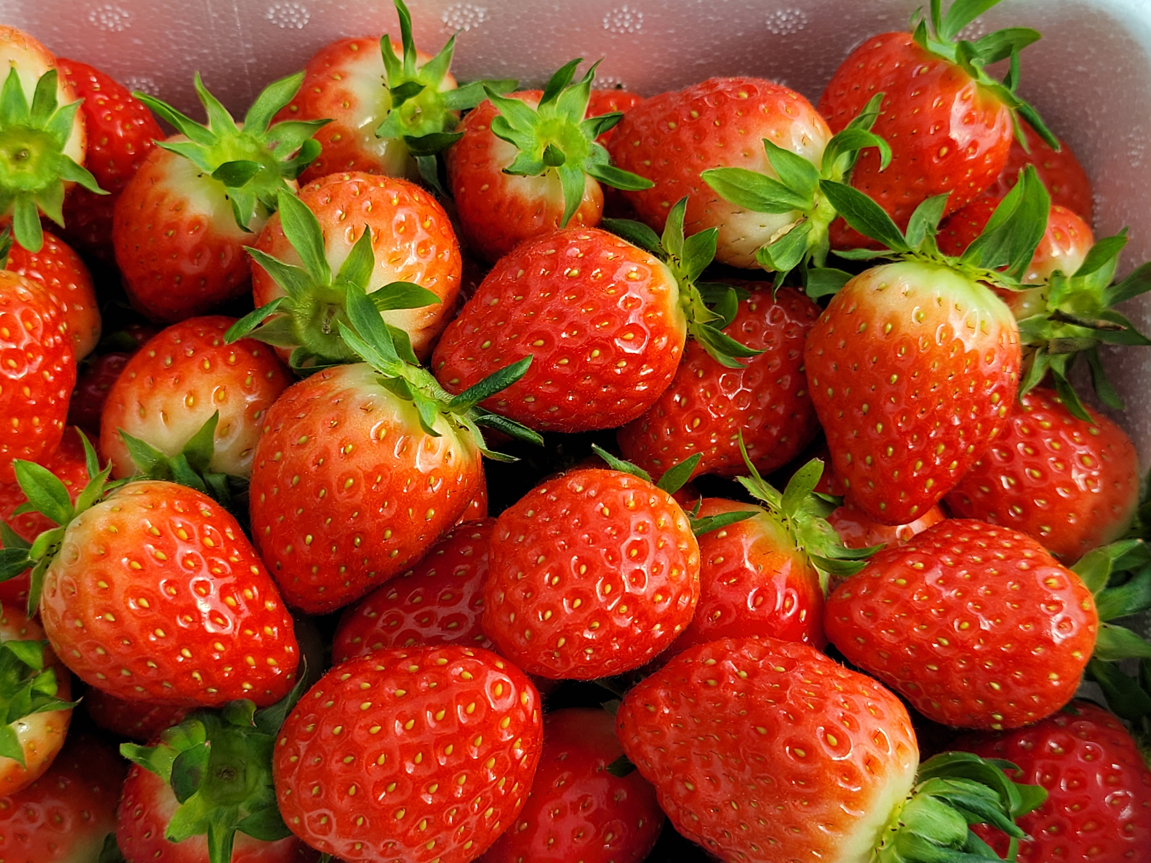 프리미엄 하동 설향딸기 킹스베리 고당도 겨울 딸기 500g 1kg