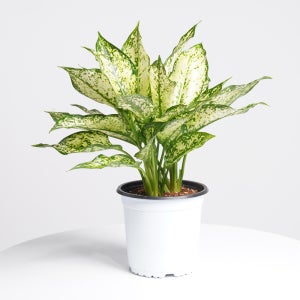 데팡스 스노우사파이어 중품 아글라오네마 실내공기정화식물 집에서키우기쉬운 식물 포트 화분