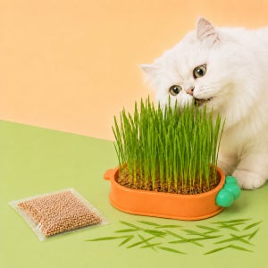 고양이 캣잎 캣그라스 캣글라스 키우기 풀떼기 고양이풀 개박하