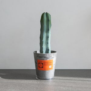 용신목 선인장