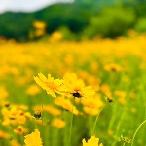 금계국 1kg 야생화 종자 씨앗