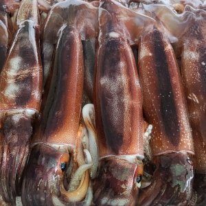산지직송 태안 신진도 생물 오징어 생오징어 1kg 제철 수산물 국내산