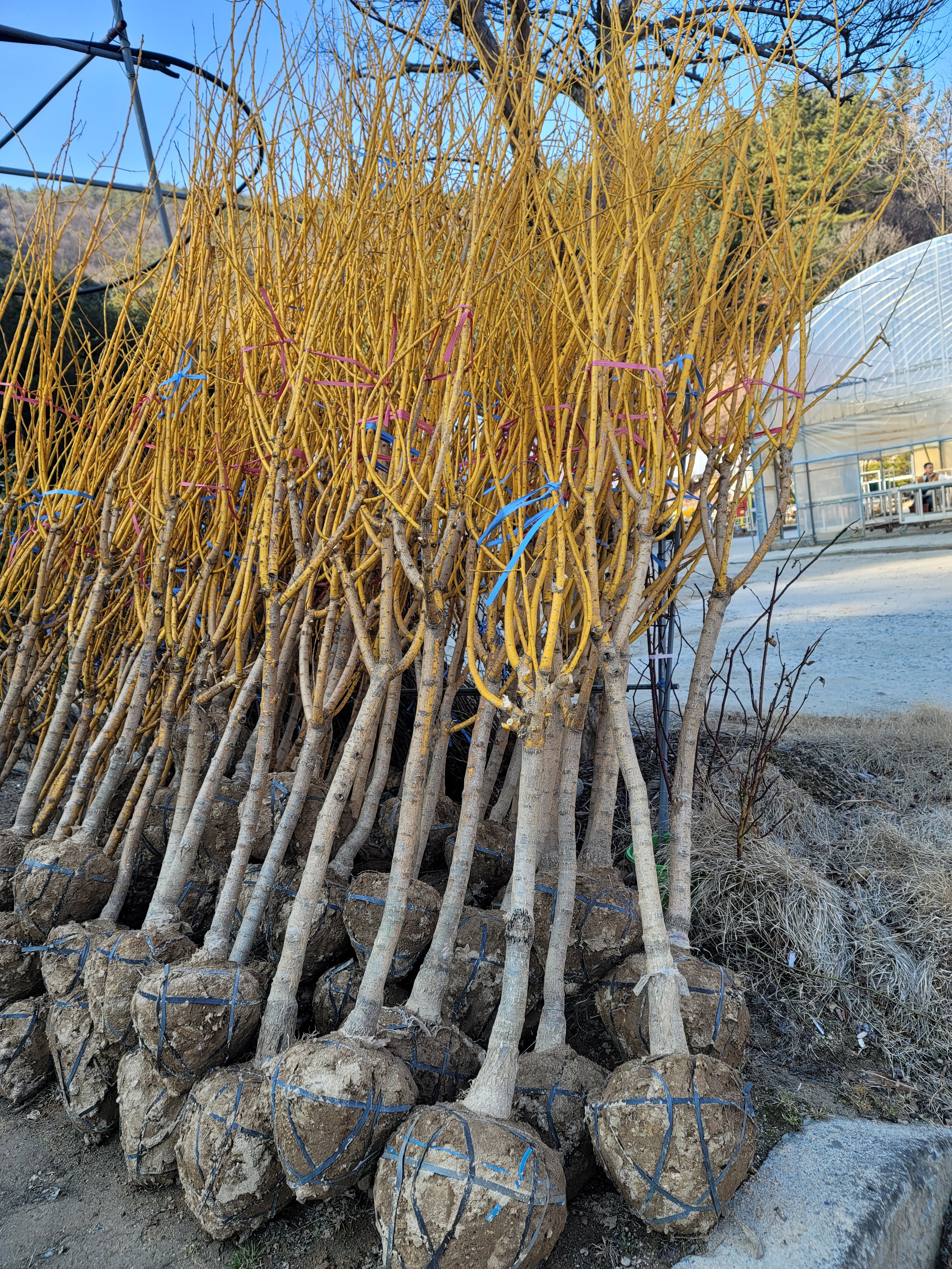 노란빛 잎 컬러 황금 <b>회화나무</b> 내한성강함 카페 정원수 부귀나무