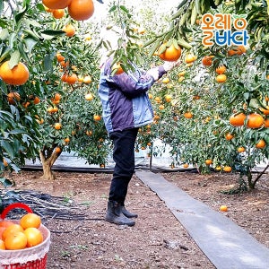 제주직송 제주 천혜향 혼합과수 10kg 가정용 천혜향 ( 소과)