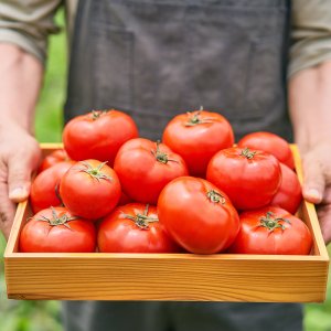 국내산 완숙 찰토마토 못난이 가정용 토마토 고당도 2kg 3kg 5kg