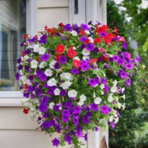 페튜니아 발코니믹스 씨앗 50알