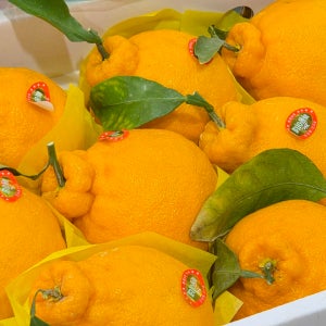 제이청과 고당도 제주 한라봉 대과 제철 설날 명절 선물세트 3kg