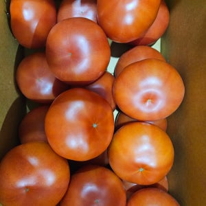 완숙토마토 찰 토마토 5kg 10kg