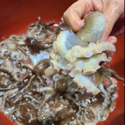 25년 국내산 서해안 활 쭈꾸미 생물 생 알 알배기 캠핑 음식 요리 자연산 봄 제철 샤브샤브 1kg