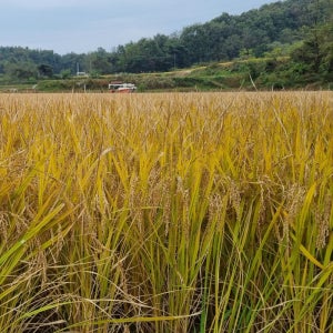 찰지고 밥맛좋은 단일미 예천 황새골 햅쌀 일품미 1kg