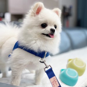 라방예고가 optiondog 강아지 산책 용품 목줄 하네스 핸즈프리리드줄