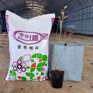 블루베리묘목 2년생 인디고크리스프1주+차광망화분1EA+블루베리 상토 50L 세트