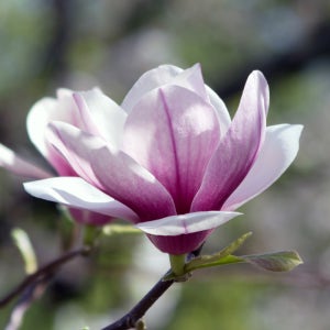 충북농원 솔란지 목련나무 묘목 - 접목묘