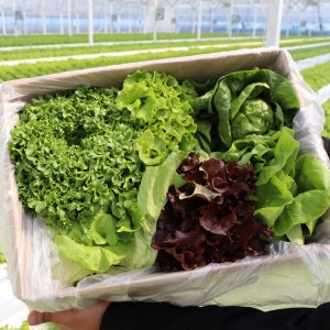 GAP인증 산지직송 모듬 쌈채소 유럽샐러드 유러피언 상추 버터헤드