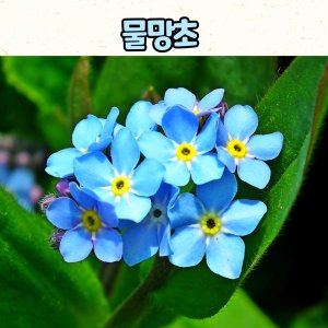물망초(10cm 화분) 모종 / 봄꽃 / 초화