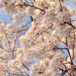 벚나무 왕벚나무 R2-3점이상 정원수 조경수 벚꽃