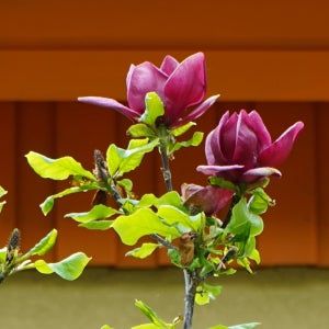 [충북농원] 제니목련 목련나무 - 분묘