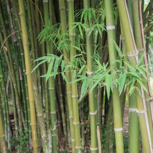 충북농원 대나무 청죽 - 분묘 (용달비별도)
