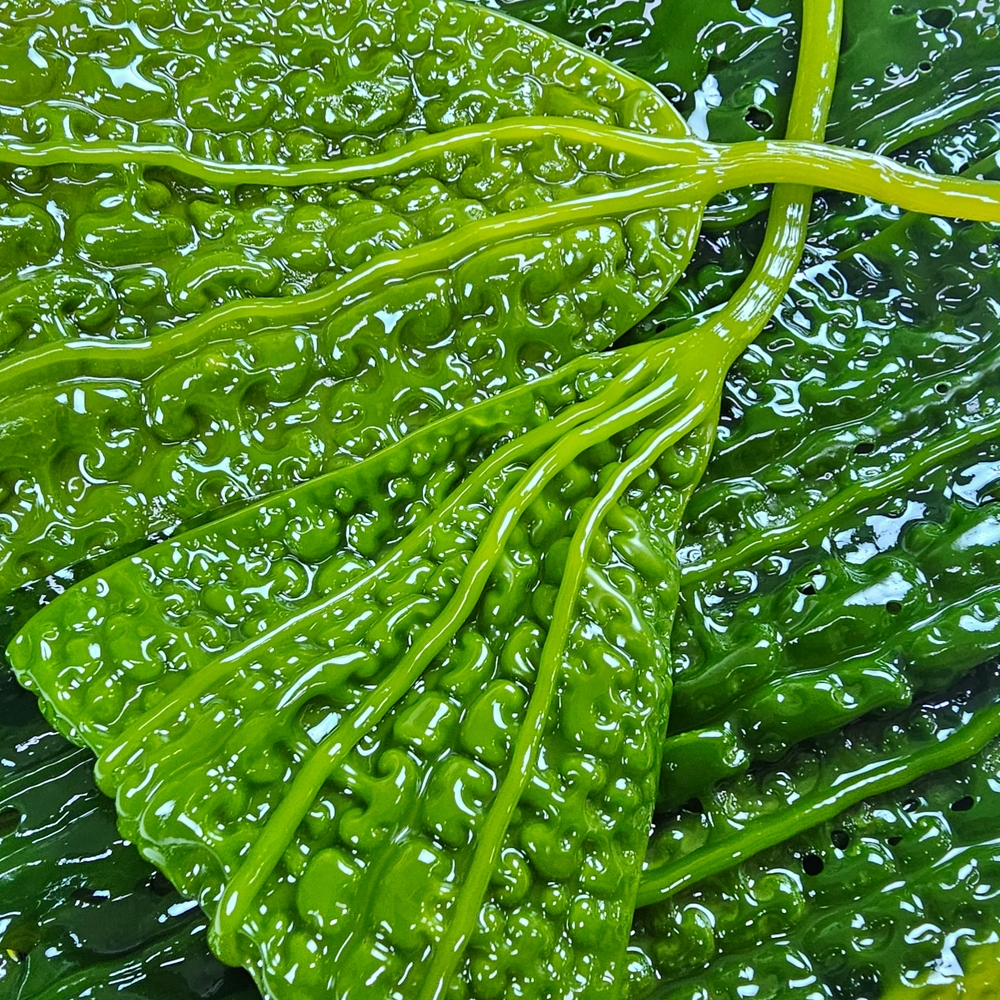 완도 생<b>곰피</b> <b>곰피</b>미역 쇠미역 쌈미역 당일수확