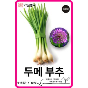 두메부추씨앗 100립 / 부추 종자 채소씨앗 산부추 키우기