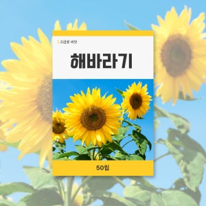 해바라기 야생화 씨앗 봄꽃 꽃씨 키우기 데팡스