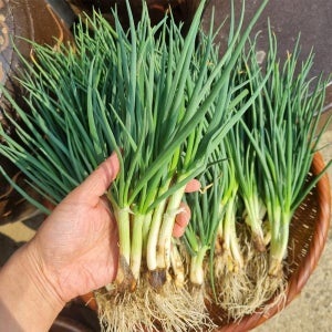 산지직송 국내산 쪽파 깐쪽파 흙쪽파 1kg 1단
