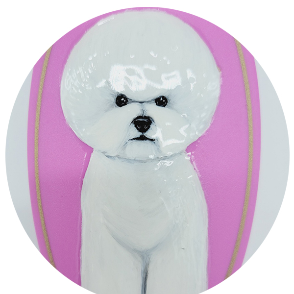 비숑 프리제 (Bichon Frise)